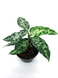 Aglaonema Pictum Bicolor