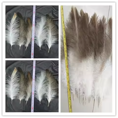 Beautiful natural eagle feathers come in a variety of sizes 15-35 cm / 6-14 inches. Rare feathers ar