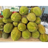 Pokok Durian Musang Queen / Tekka / D160