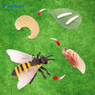 Koolsoo Animal Life Cycle, Growth Cycle, Figure, Scientific Life Cycle, The Bee