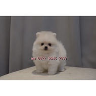 jual anjing minipom pomeranian mini pom jakarta betina