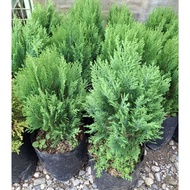 conifer cypress /landscape tree