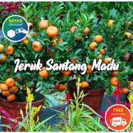 Bibit Tanaman Buah Jeruk Santang Madu Pohon Buah Jeruk Santang Madu