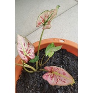 caladium pink guava.