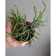 Rhipsalis

(Species of epiphytic cactus)