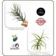AIR PLANT TILLANDSIA PALEACEA MINOR  AIRPLANT 空气草 空气凤梨 无土植物