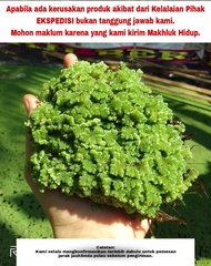 Bibit Azolla Super + Pupuk Untuk Budidaya Azolla/ Azolla/ Azola/Azolla Microphylla/Azolla Indukan/Azola/Pakan/Tanaman Azolla/Pakan Ayam/Rumput Azola