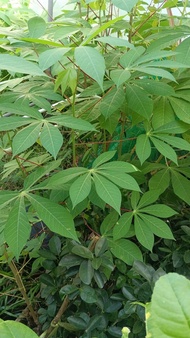 2 x Anak Pokok Ubi Kayu buah besar 4 kaki