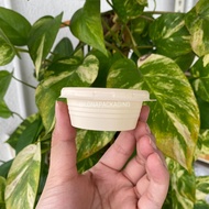 PLA Corn Starch 2oz Sauce Cup with Lid (100pcs)