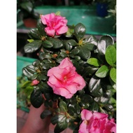 Flower Plant - 杜娟花 Azalea