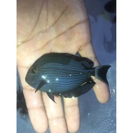 Botana Liris Blue - B73Dd5 - Original