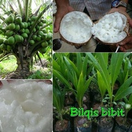 bibit kelapa kopyor asli