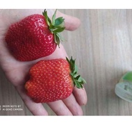 100 Benih Strawberry Merah JUMBO Bibit Stroberi Unggulan Benih Buah Strawberi Manis -mg