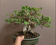 日本小品唐楓