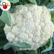 CAULIFLOWER SEEDS (100 seeds) 45 Days-Organic Cauliflower Vegetable Seeds