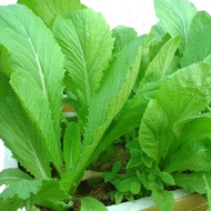 Hạt Giống Rau Cải Bẹ Xanh Mỡ (Gói 1Kg) -[Nhanh thu hoạch Ăn ngon - Giàu dưỡng chất]