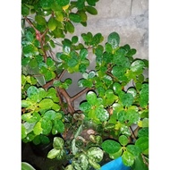 ✿㍿▣Ficus Nana Money Tree Plant Cuttings