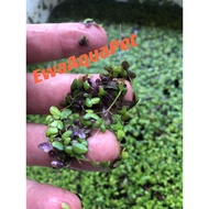 Giant Duckweed Idea Home Betta guppy nitrifying bacteria