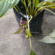 Pokok Janggut Adam / Belimbing Tanah (anak pokok)