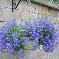 Benih Bunga Lobelia Blue (Bunga Klasik Untuk Keranjang / Pot Gantung)
