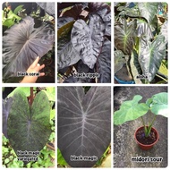 Pokok colocasia aloha, midori sour, black magic, black ripple, black coral dan black mgic variegated