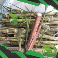 paket 1KG bibit benih Turubuk trubuk telor tebu endog tiwu isi 15-40 bibit stek 30CM