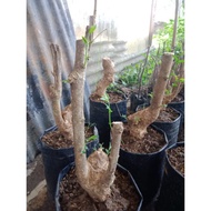 PROMO!! Bahan Bonsai Dongkelan Mentaos Batang Besar Bahan Okulasi