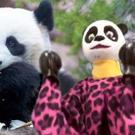 熊貓 拳擊娃娃 傳統 可操縱出拳 手偶 木偶 人偶 戲偶