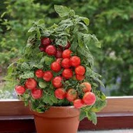 DWARF CHERRY TOMATO SEEDS (RED CHERRY TOMATO) PACK OF 30 SEEDS