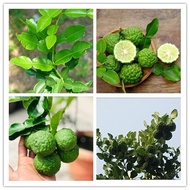 pokok limau purut 麻風柑樹苗 anak pokok kaffir lime citrus hystrix