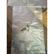 Benih Pokok Sand Paper. (6 biji) Sand Paper Seeds