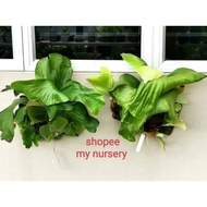 Platycerium Elephantotis x Alcicorne very special selection squat clone