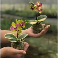 Mossball - Varigata Anggrek Bulan Mini Var Phalaenopsis Orchid