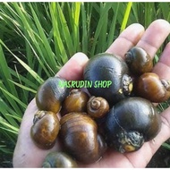 KEONG MAS KIONG SAWAH MENTAH / BUKAN TUTUT SAWAH / KEONG SAWAH