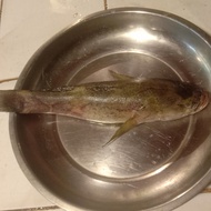 ikan gabus malas betutu