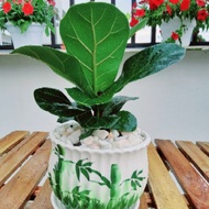 🌱Ficus Lyrata / Fiddle Fig Pokok Hidup Live plant Hiasan Garden