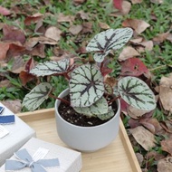 土培植栽│仙子秋海棠_室內植物 辦公室盆栽 店內布置 送禮