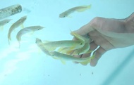 ikan arwana golden red bakat hb 10cm - 15cm chip sertifikat lincah