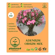 biji benih bonsai bunga adenium obsum mix / 4 biji