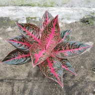 aglaonema reanita