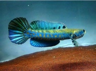 Channa blue pulchra -+3 cm