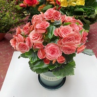 Lige Double Petal Begonia Potted Plant Four Seasons Blooming Indoor Flower Balcony Flower Seedling P