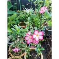 Anak pokok adenium kampung