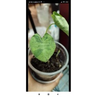 Colocasia Mojito/Exotic Plant/Rare Caladium/Philodendron/Caladium/Keladi Hiasan