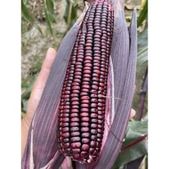 🌽10 Biji Benih 🌽Jagung Pulut Ungu 紫甜糯米玉米