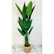 Tanaman Imitasi Pohon Artificial Daun Pisangan Heliconia T150 Latex Cover Rotan Bulat Small Hiasan A