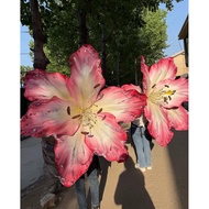 Giant flower decorative foam giant flower decoration decorative foam ️