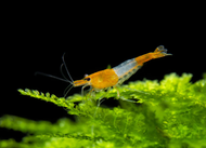 Orange Rili Shrimp Neocaridina shrimp x 5 pcs by [3k Aquatic]