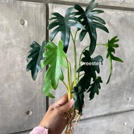Philo akar / tanaman hias / Tanaman Artificial/ Pohon hias palsu