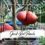 Bibit jeruk red pamelo